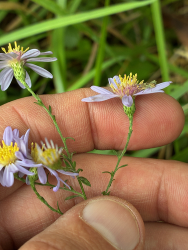 Symphyotrichum shortii, photograph 3