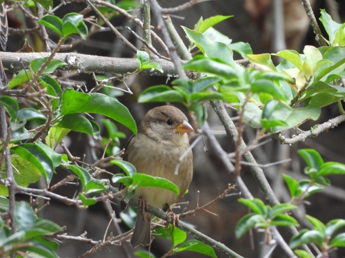 Spanish Sparrow