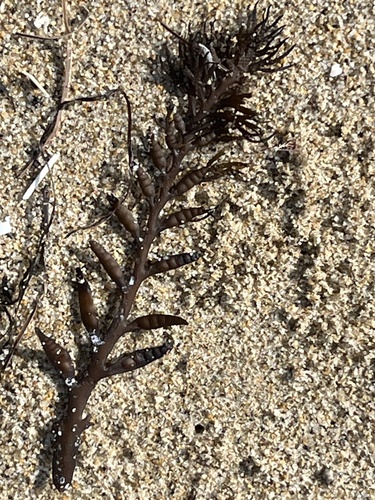 Halidrys dioica, 2026-09-22