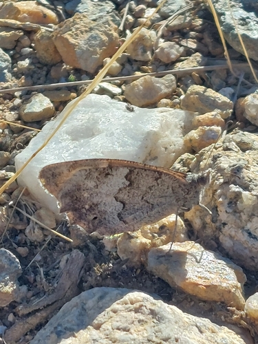 Tree Grayling
