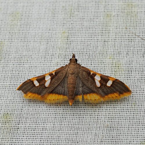 Prophantis adusta