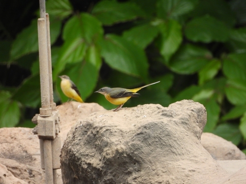 Grey Wagtail
