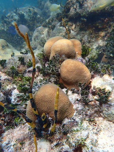 Orbicella annularis observed 2026-09-20