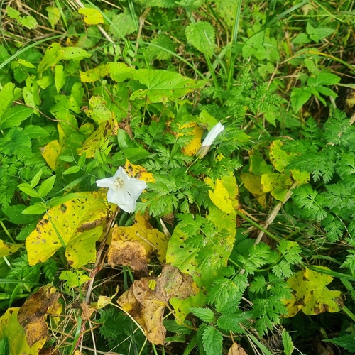 hedge bindweed