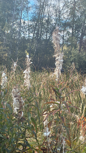 fireweed