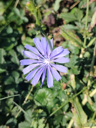 chicory