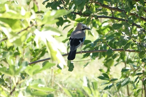 Eurasian Jay