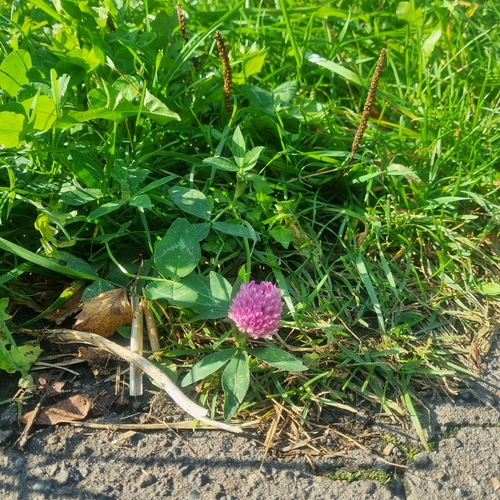 Red Clover