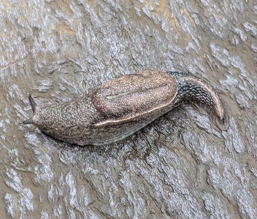 Parmarion martensi observed 2026-09-19
