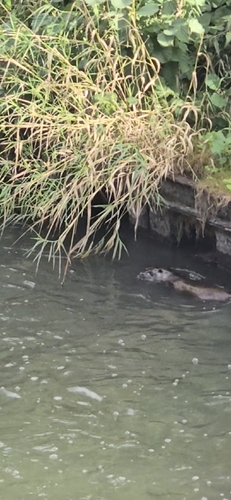 Eurasian Otter