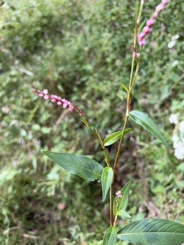 low smartweed