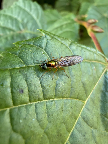 Twin-Spot Centurion Fly