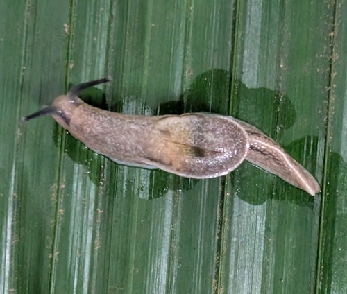 Parmarion martensi observed 2026-09-19
