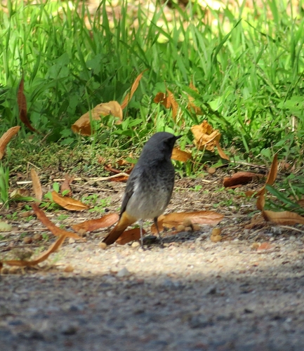Black Redstart