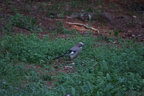 Eurasian Jay