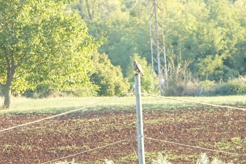 Common Buzzard