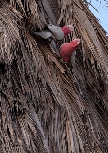 Galah