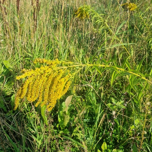 Canada goldenrod