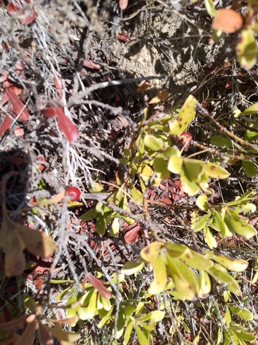 bearberry