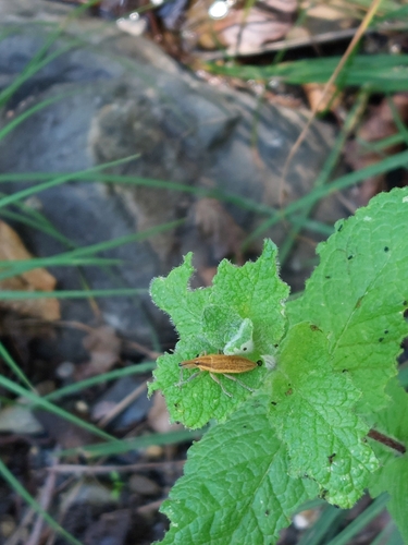 Lixus iridis