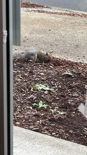 Eastern Gray Squirrel
