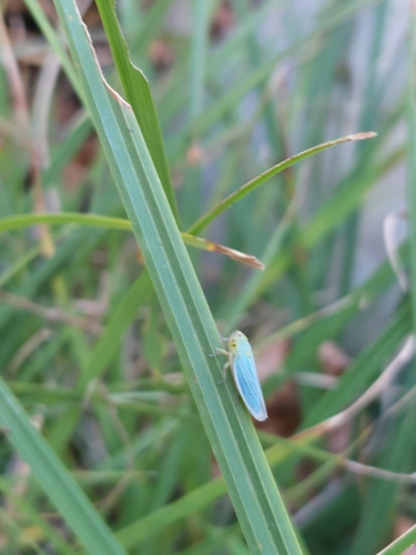 Green Leafhopper