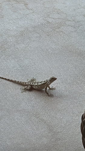 Texas Spiny Lizard