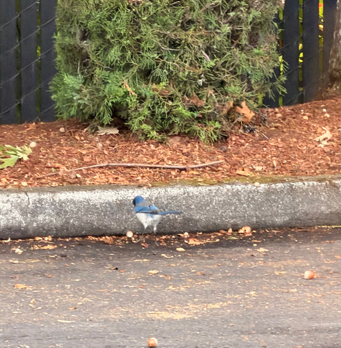 California Scrub-Jay