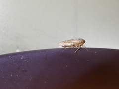 Polana