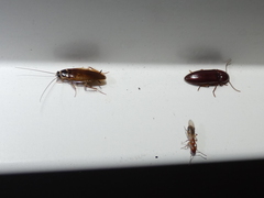 Chromatonotus heterus