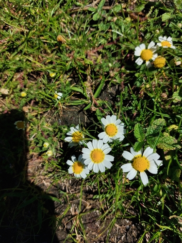 Moroccan chamomile