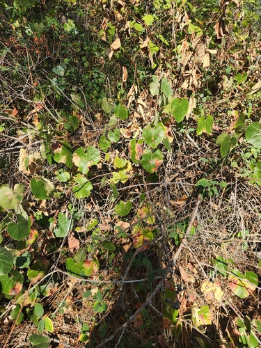 California wild grape