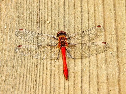 Ruddy Darter