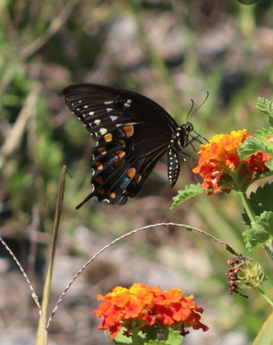 Spicebush Swallowtail