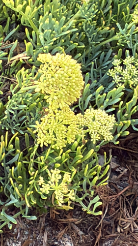 rock samphire