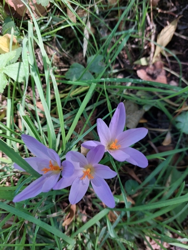 Late Crocus
