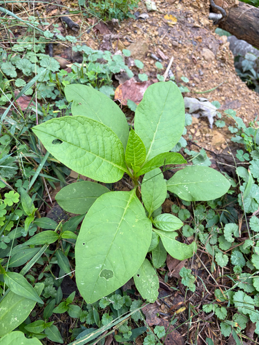 American pokeweed