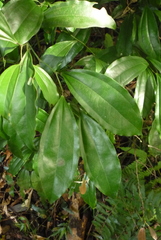 Cocculus laurifolius