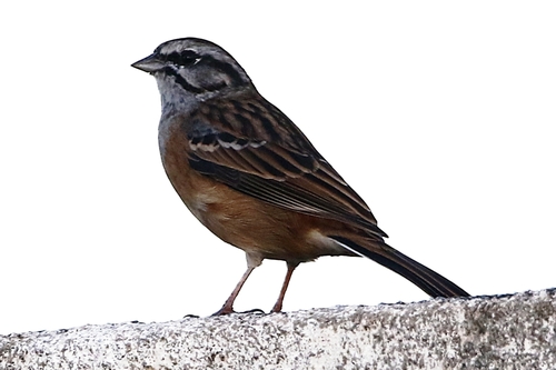 Rock Bunting