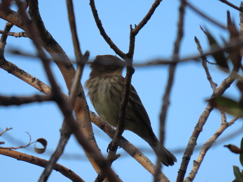 Yellow-rumped Warbler