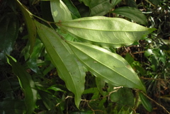 Cocculus laurifolius