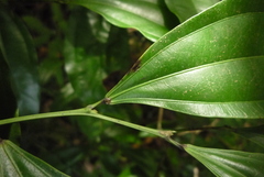 Cocculus laurifolius