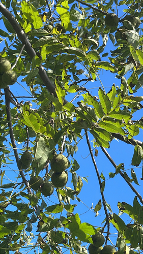 eastern black walnut