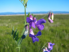 Lathyrus palustris pilosus