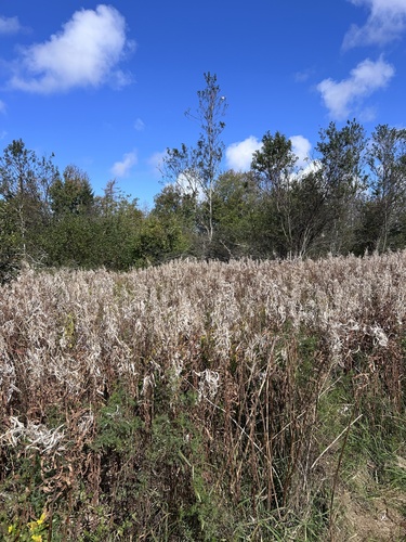 fireweed