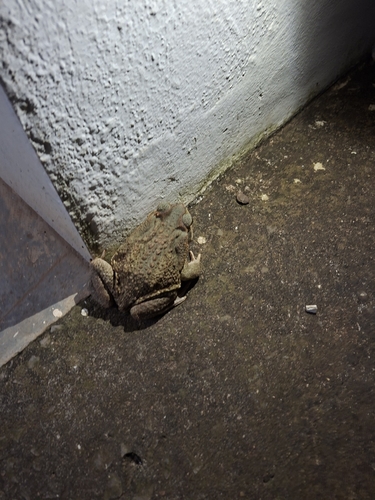 Cururu Toad