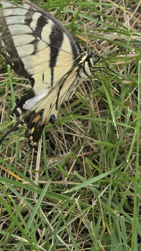 Eastern Tiger Swallowtail