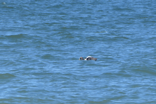 Common Eider