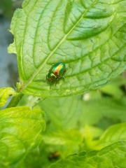 Chrysolina fastuosa