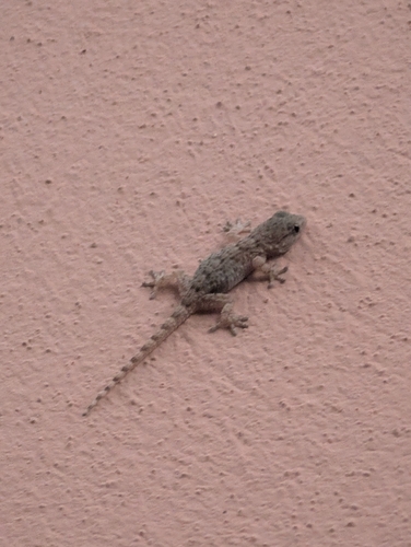 Moorish Gecko